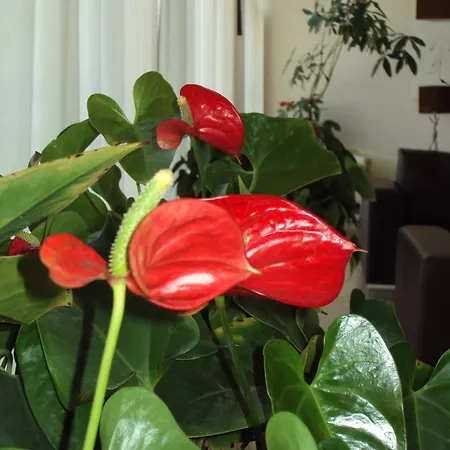 Ξενοδοχείο For 4*